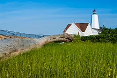Log Washed up By Lynde Point Lighthouse in Connecticut